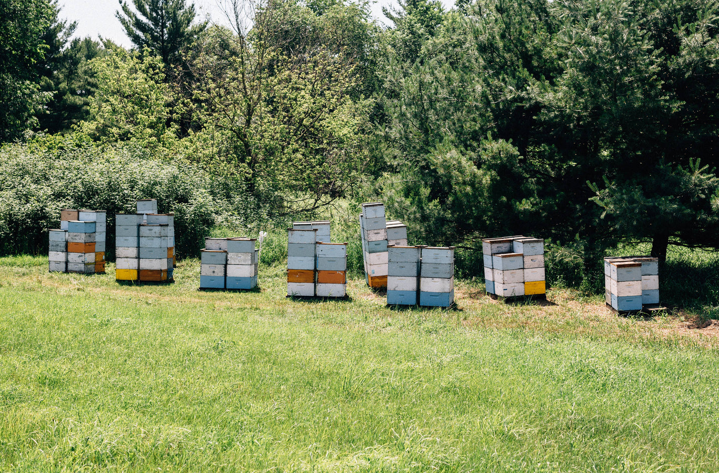 Wisconsin Wildflower Honey