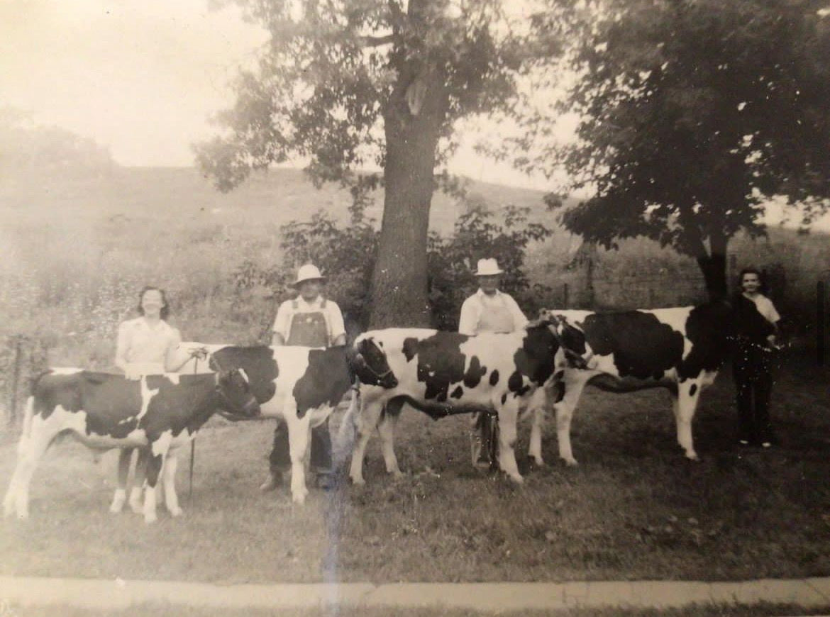 Vintage black and white photo showing Buttermaker Anna Landmark's Swiss grandfather, great grandfather and great aunts with their prized Holstein heifers in front of oak trees on their New Glarus, WI farmstead.